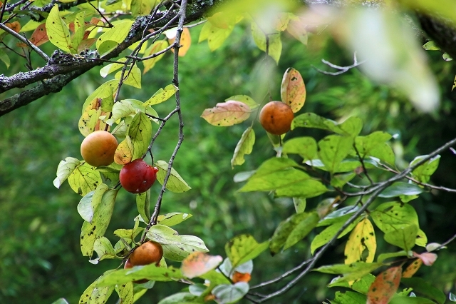 a0242438_22092106.jpg