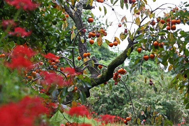 a0242438_22191186.jpg