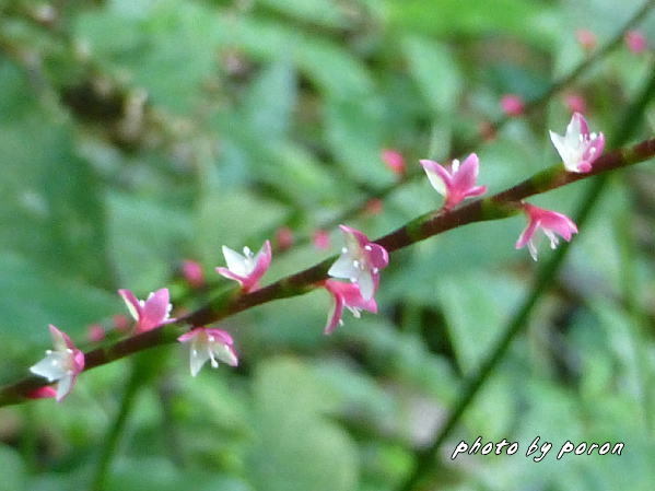 秋のこの時期は野草種の繁茂とその除草作業が追いかけっこです。（タデ科４種とイネ科４種）_c0137342_17090975.jpg