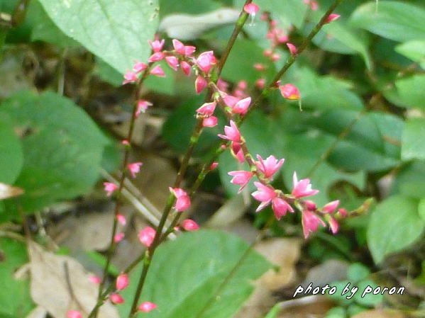 秋のこの時期は野草種の繁茂とその除草作業が追いかけっこです。（タデ科４種とイネ科４種）_c0137342_17092620.jpg