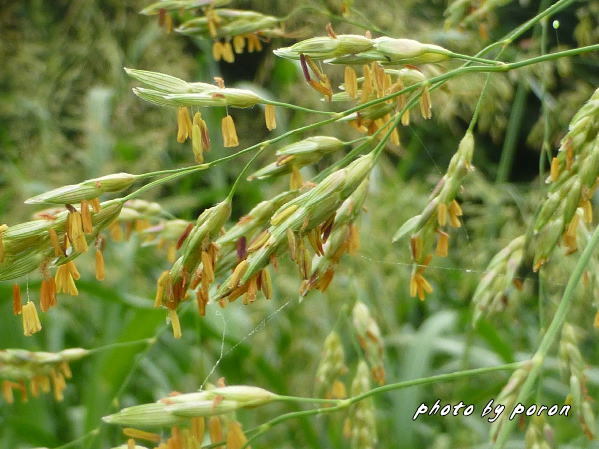 秋のこの時期は野草種の繁茂とその除草作業が追いかけっこです。（タデ科４種とイネ科４種）_c0137342_19063421.jpg