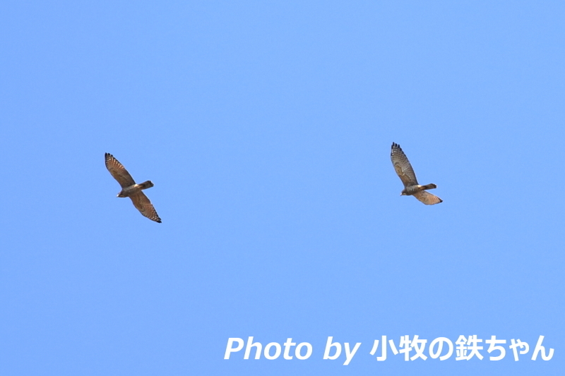 2017年 秋のタカの渡り　～渥美半島：サシバ・ハチクマ・ノスリ・ツミ～_a0343856_00002916.jpg