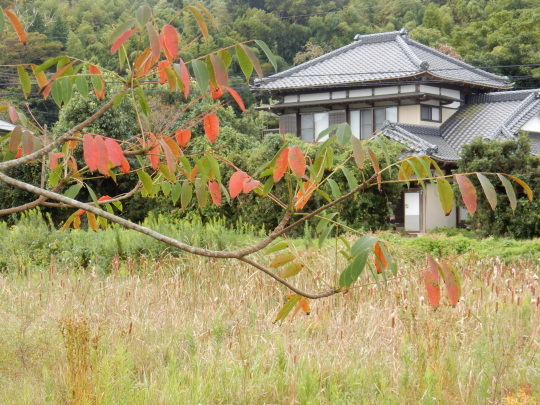 ’17,10,5(木)十五夜と秋の田舎道!_f0060461_14563931.jpg