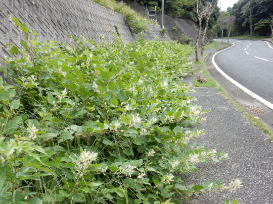 ’17,10,5(木)十五夜と秋の田舎道!_f0060461_15253121.jpg