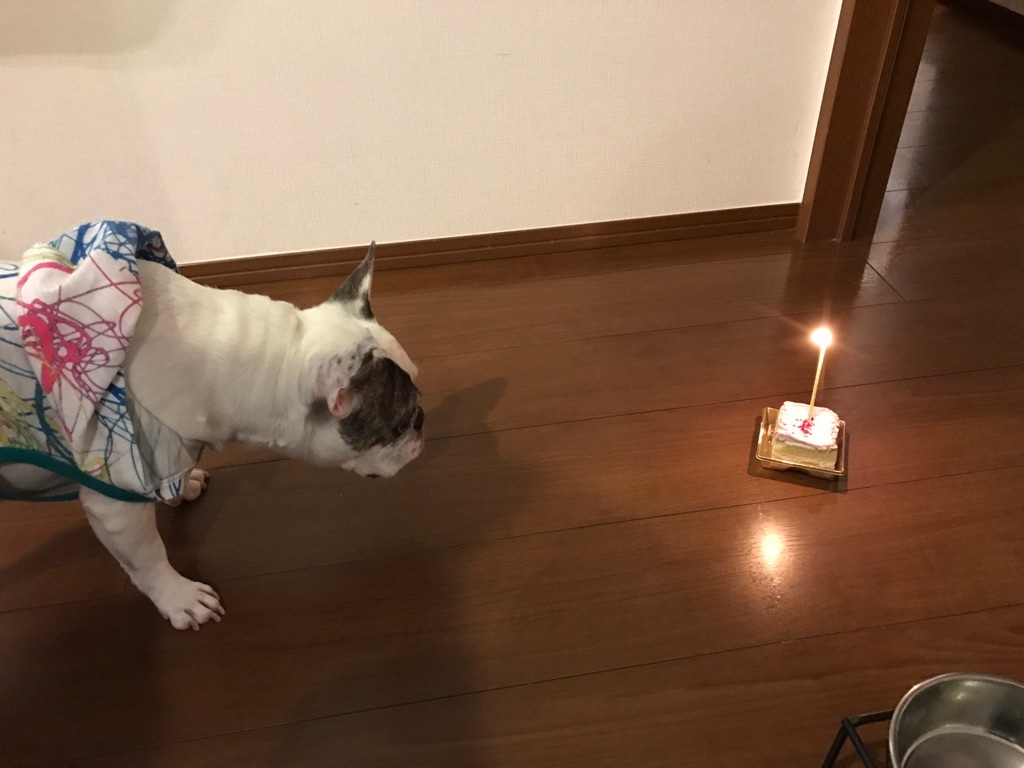 スタッフ犬ノアの誕生日_d0359072_17222982.jpg