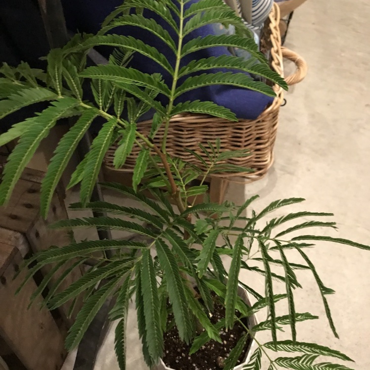 植物入荷しました！_d0132673_18393906.jpg