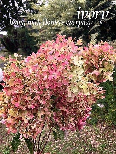 『〜IVORY 花教室 10 October 開催です〜♬』_b0094378_18270571.jpeg