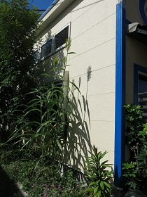 e0130185_19542092.jpg