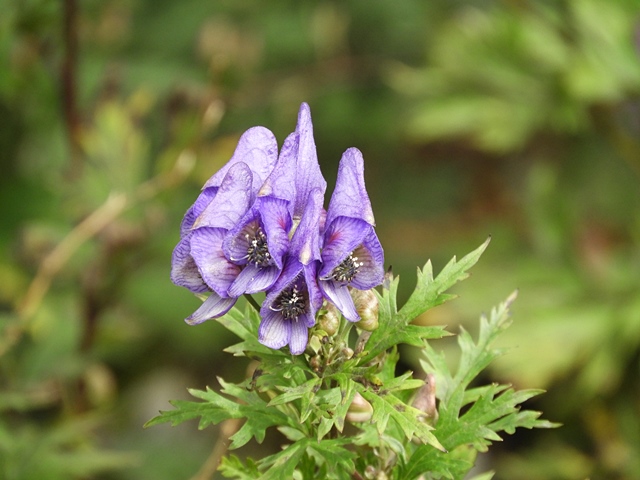 f0357487_2312912.jpg