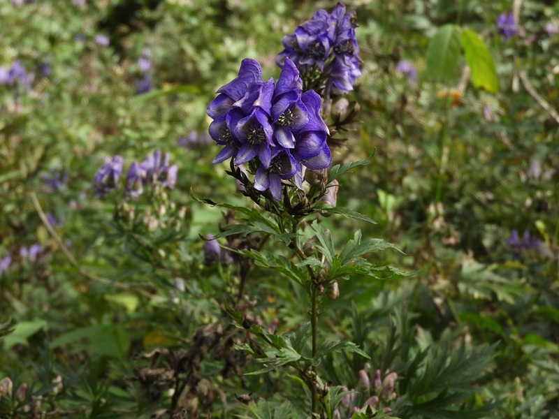 f0357487_2337276.jpg