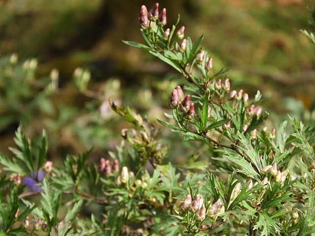 f0357487_23395497.jpg