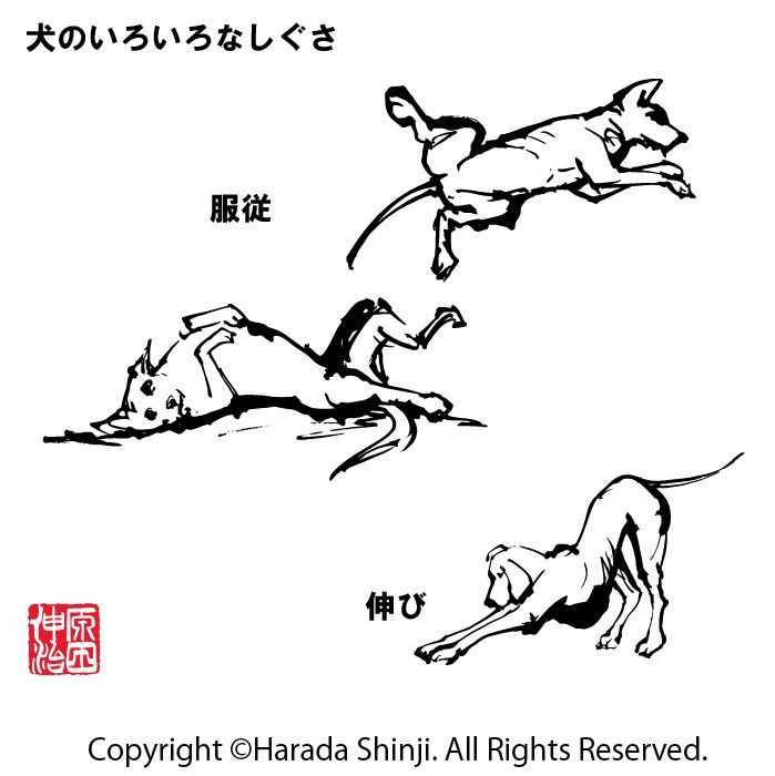 2018年干支　犬の描き方　「犬のいろいろなしぐさ編」のイラスト_e0309396_11430813.jpg