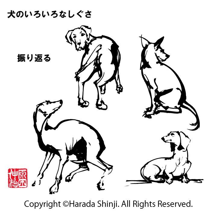 2018年干支　犬の描き方　「犬のいろいろなしぐさ編」のイラスト_e0309396_11434794.jpg