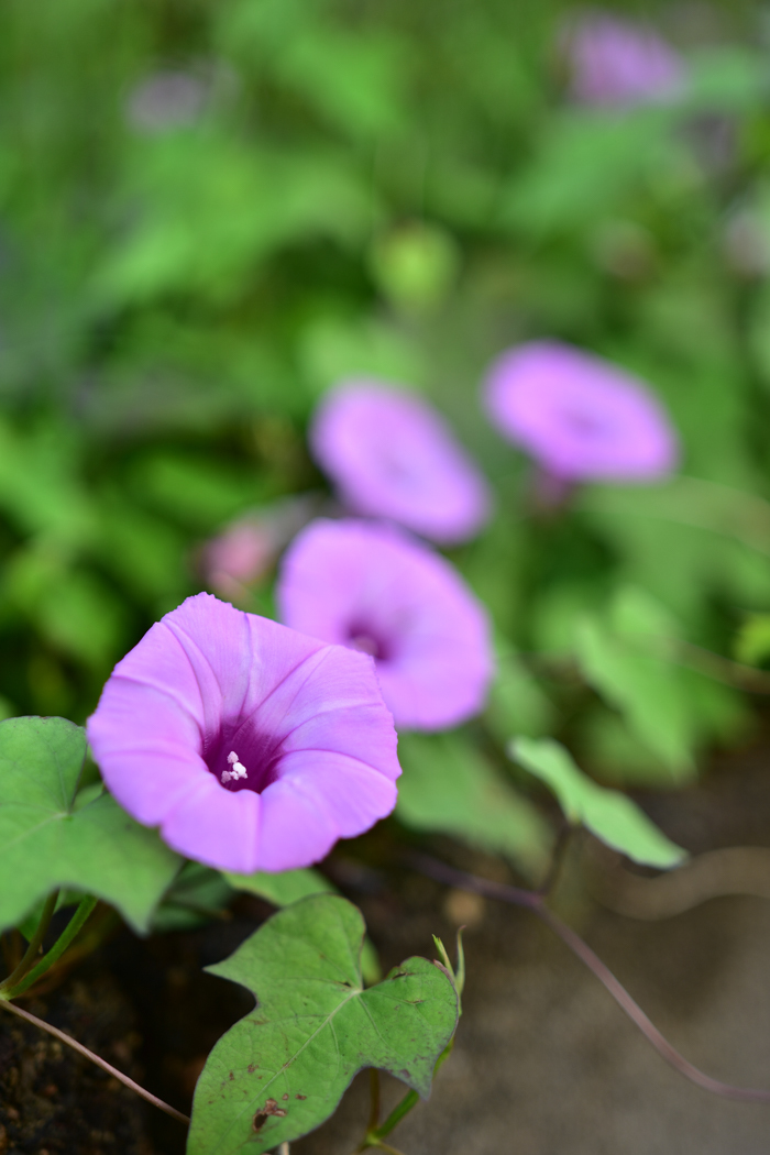 c0049299_21544184.jpg