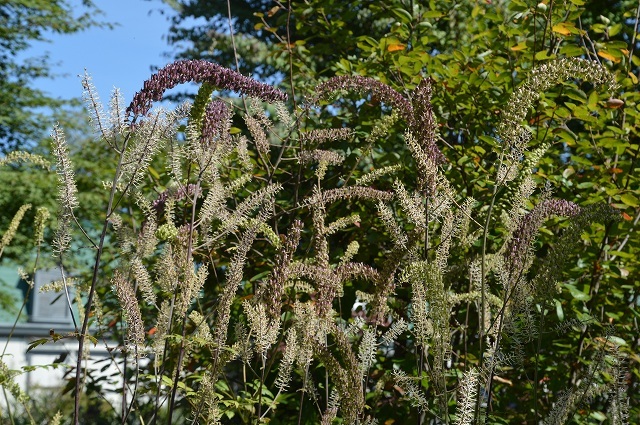 c0124100_14115107.jpg