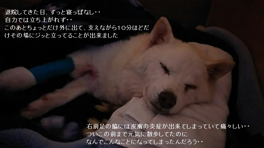 老犬こしろう老犬のん_f0242002_23221758.jpg
