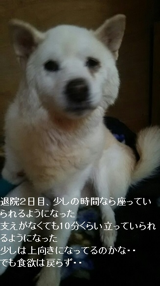 老犬こしろう老犬のん_f0242002_23222706.jpg