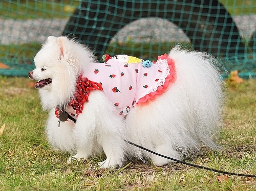 やらなきゃいけない事だらけ_d0360206_00172250.jpg