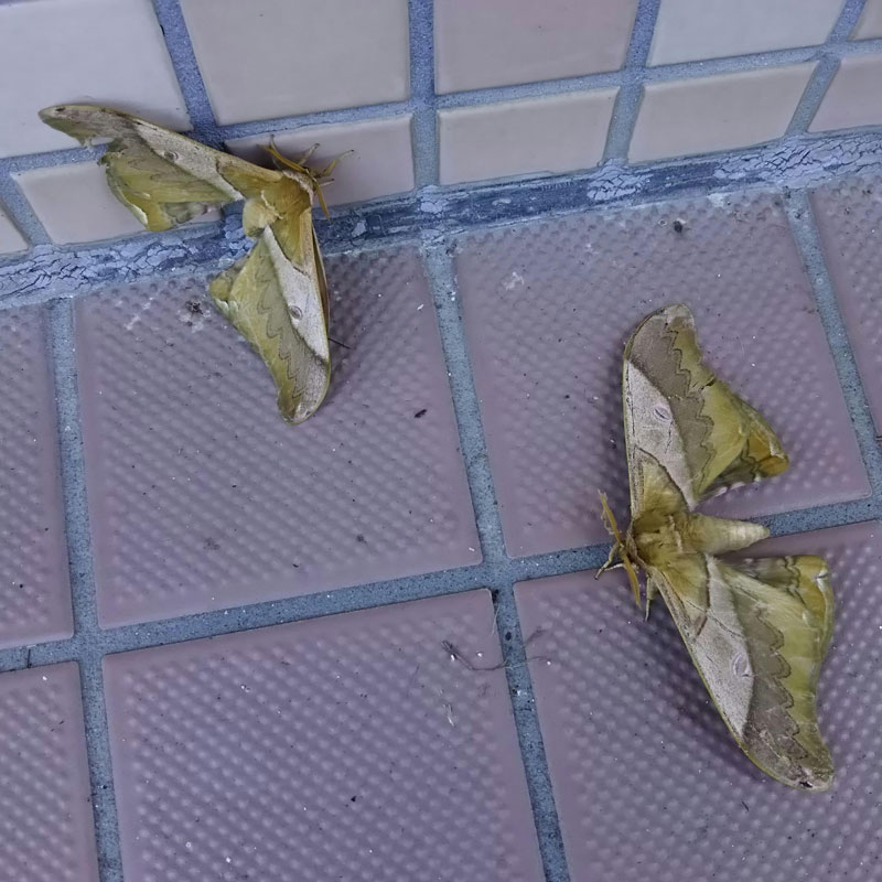 カイコやヤママユガを見てみたのですが 昆虫ブログ むし探検広場 カイコやヤママユガを見てみたのですが 昆虫ブログ むし探検広場