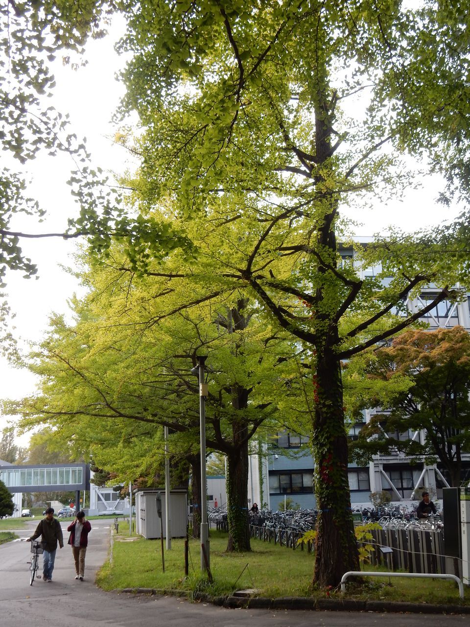 色が変わる北大キャンパス_c0025115_22445268.jpg