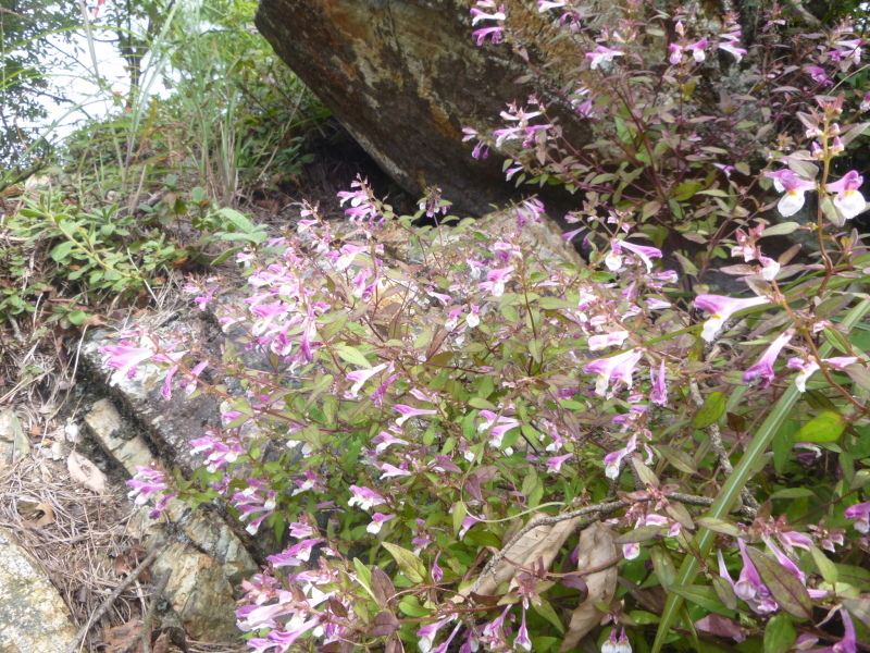 登りやすい山　明王山 (380M)  登頂編_d0170615_17105945.jpg