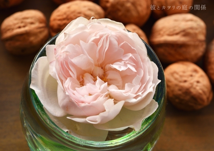 美しい実生苗の開花 バラの実生苗4 彼とカヲリの庭の関係 美しい実生苗の開花 バラの実生苗4 彼とカヲリの庭の関係