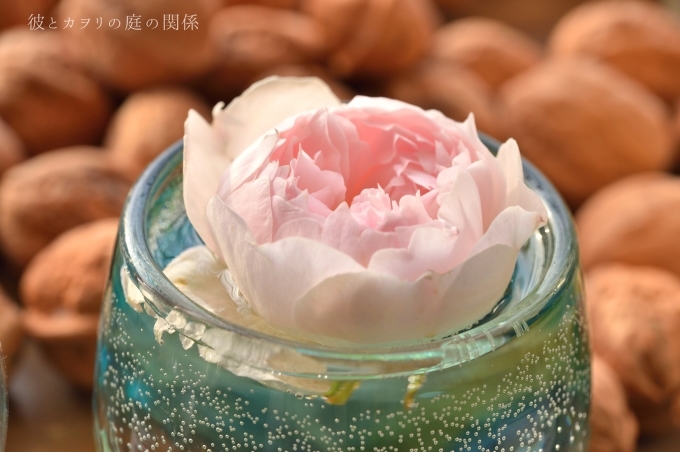 美しい実生苗の開花 バラの実生苗4 彼とカヲリの庭の関係 美しい実生苗の開花 バラの実生苗4 彼とカヲリの庭の関係