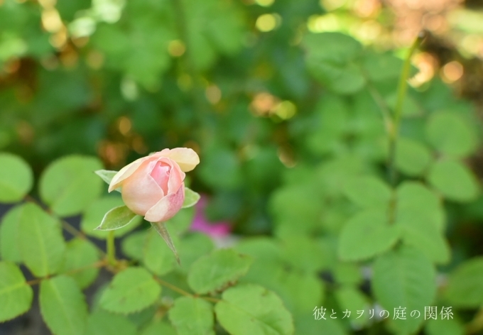 美しい実生苗の開花 バラの実生苗４ 彼とカヲリの庭の関係