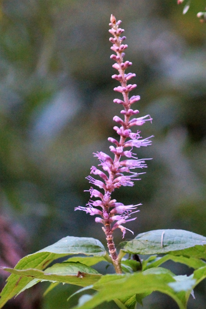 c0042418_08384105.jpg