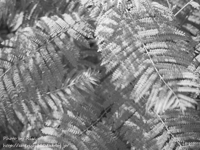c0274618_20350998.jpg