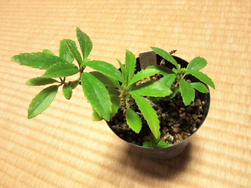 f0321023_07024279.jpg