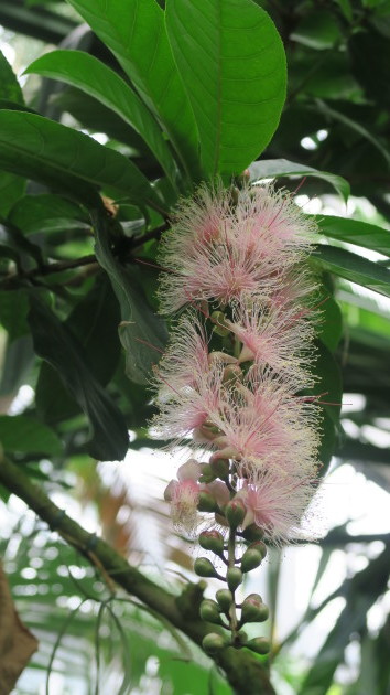 筑波実験植物園とイタリア食堂ファロ・・・つくば市_f0147025_15423150.jpg