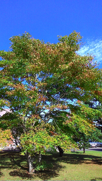 c0188229_13491685.jpg