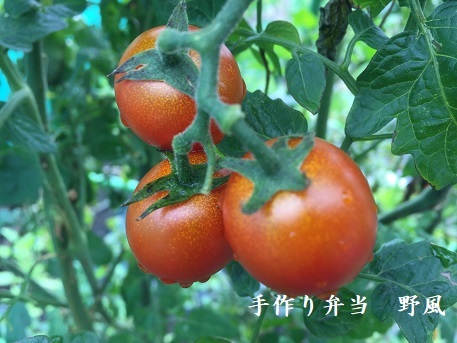 b0244034_11360381.jpg