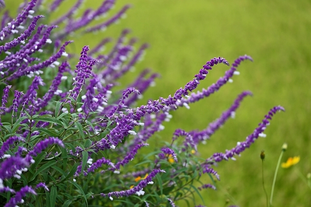 a0242438_21270043.jpg