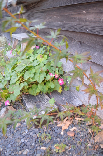 バタバタなミル。_b0207642_18075301.jpg
