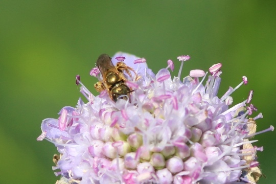 花と昆虫（１）_b0363649_23463926.jpg