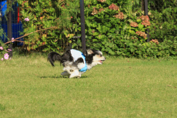 c0145250_10050789.gif