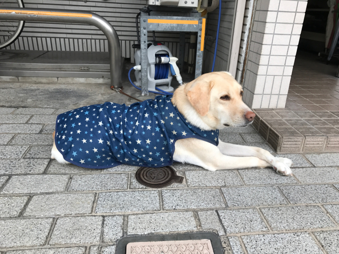 今日はナナちゃん！服着てましたわ〜〜ん♪_c0110051_15022189.jpg