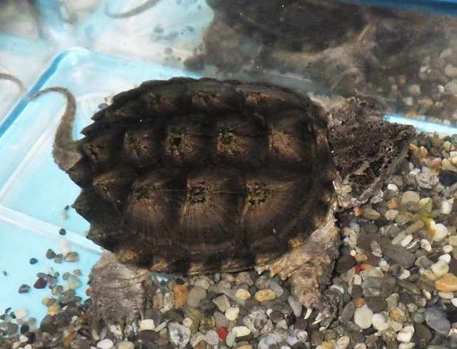 ワニガメのような日とカミツキガメのような日 ワニガメ生態研究所