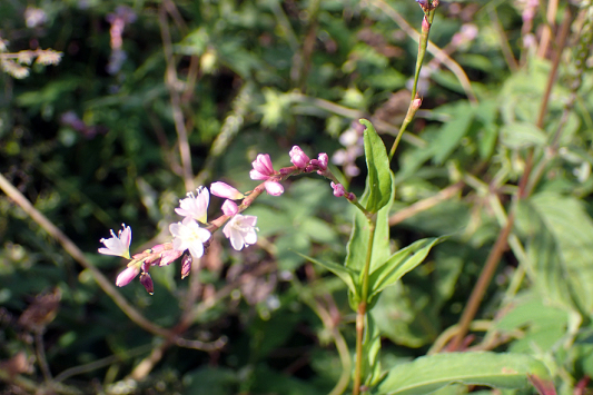 ピンク（薄紅色）の花（キツネノマゴ）_f0131669_09433046.jpg