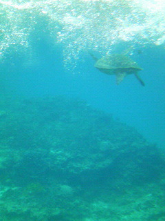 2007/4/16-23 多良間島、伊良部島、宮古島、八重干瀬、大神島(写真追加、ミクシィ日記より)_b0116271_10563373.jpg