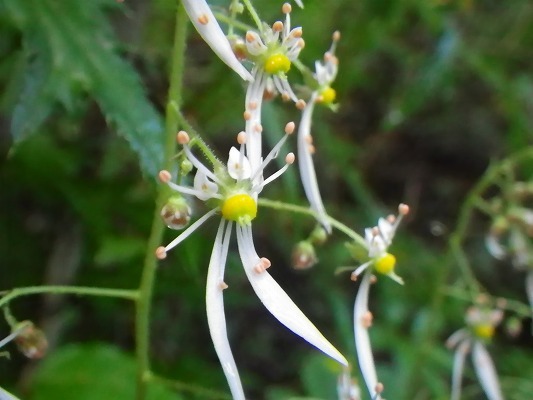f0187402_21095456.jpg