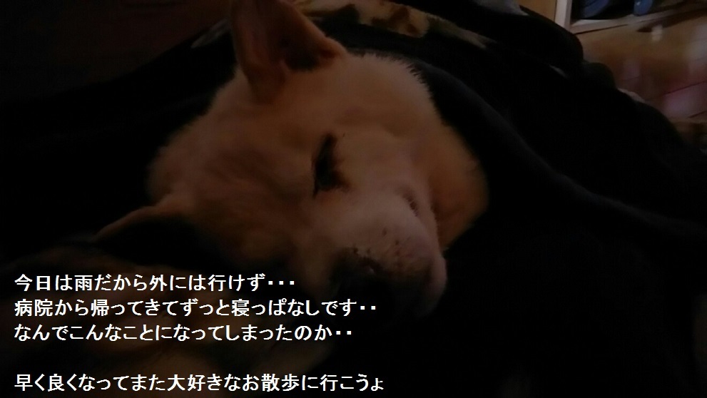 老犬こしろう老犬のん_f0242002_02271857.jpg