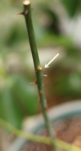 a0123003_10132311.jpg
