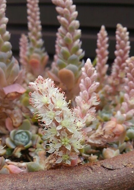 子持ち蓮華の花が開花しました Hanaぽけっと