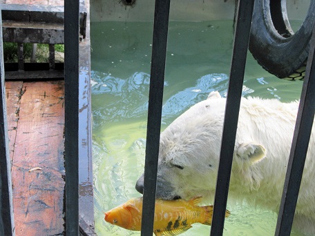 ロシア・西シベリア、セヴェルスク動物園のウドへの活魚のプレゼント ～ エンリッチメントとしての位置付け_a0151913_23391197.jpg