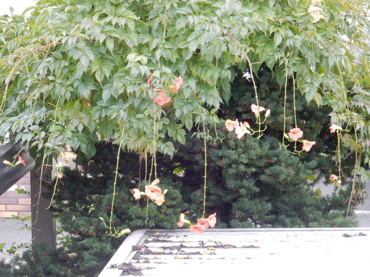 c0025115_23262667.jpg