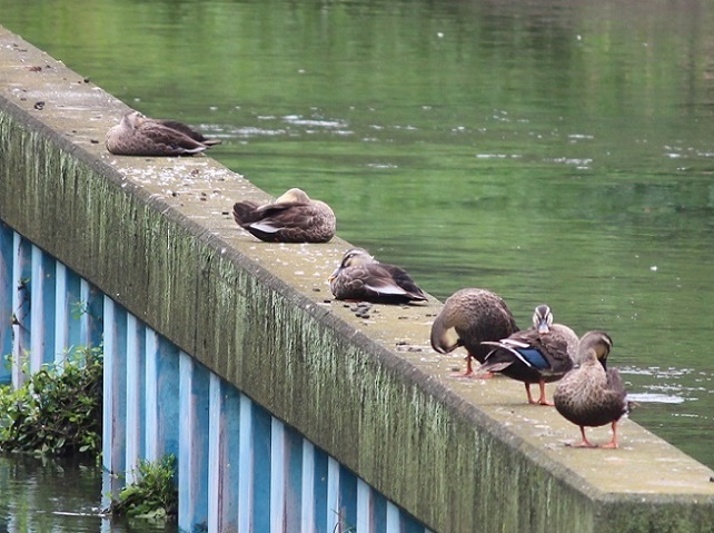 c0280322_17523660.jpg