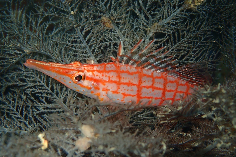 １０月７日(土)　水温２５℃　透明度１０~１３m　ショウガセ・クラック_d0259022_16080562.jpg